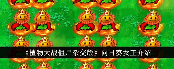 植物大战僵尸杂交版向日葵女王介绍